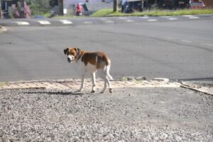 Read more about the article Programa de controle reprodutivo de cães e gatos já é realidade em São Lourenço do Oeste